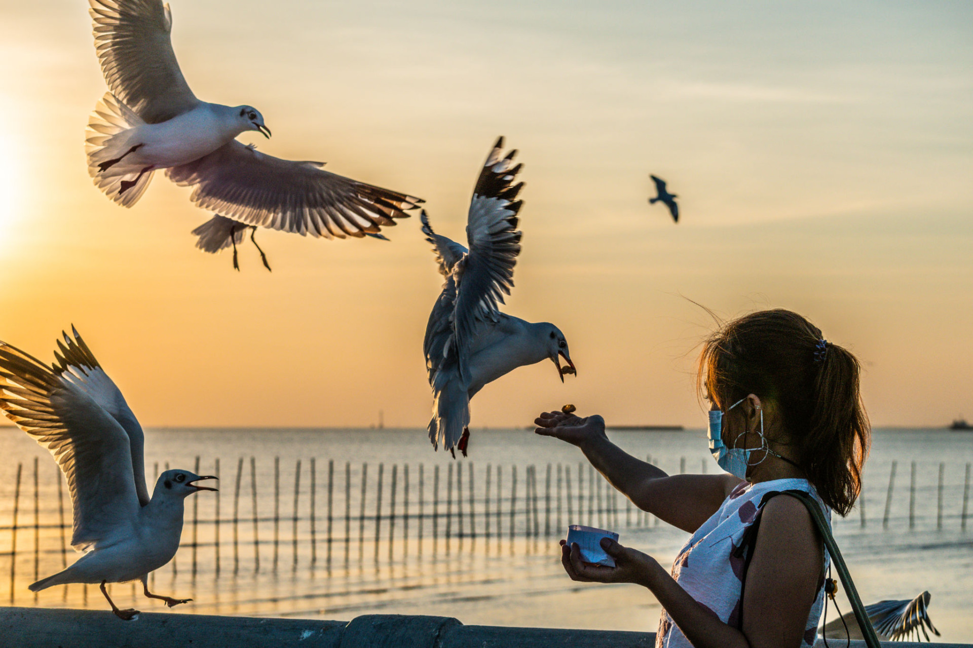 Feeding Seagulls at Bang Pu