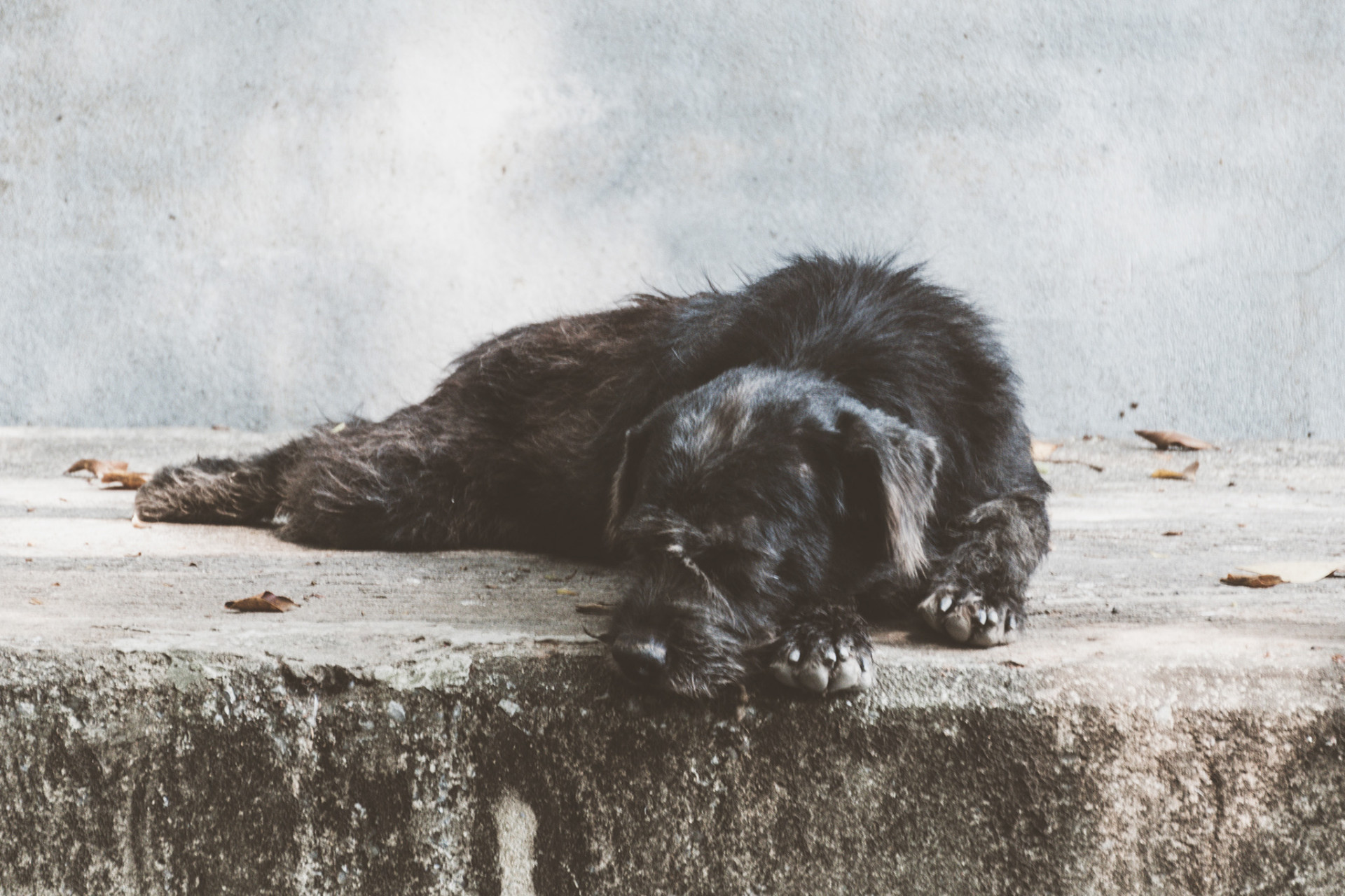 Sleeping dog in Bangkok, Thailand